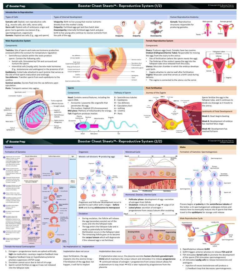 Booster Cheat Sheets - 23) Reproductive System | PDF | Menstrual Cycle ...