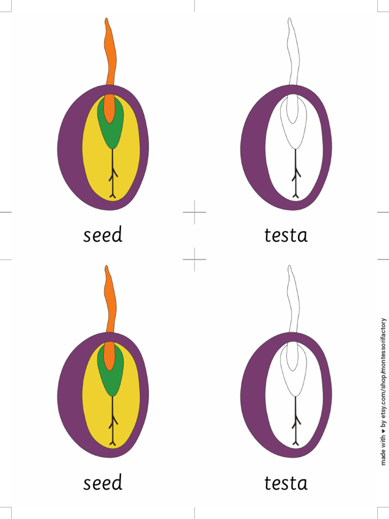 MontessoriFactory PartsOf Seed Fill | PDF