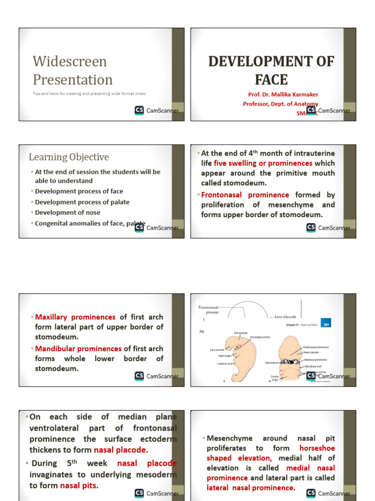 Development of Face - 250712 - 114414 | PDF | Human Nose | Human Anatomy
