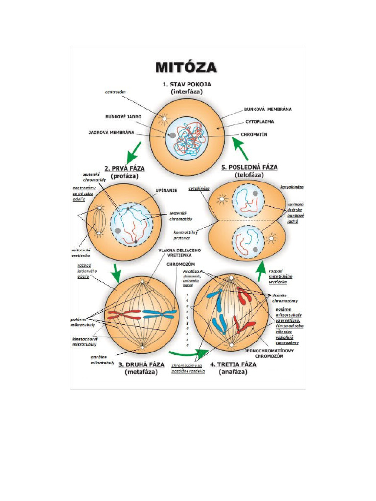 Mitoza A Meioza | PDF