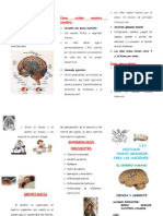 Triptico Cerebro Humano