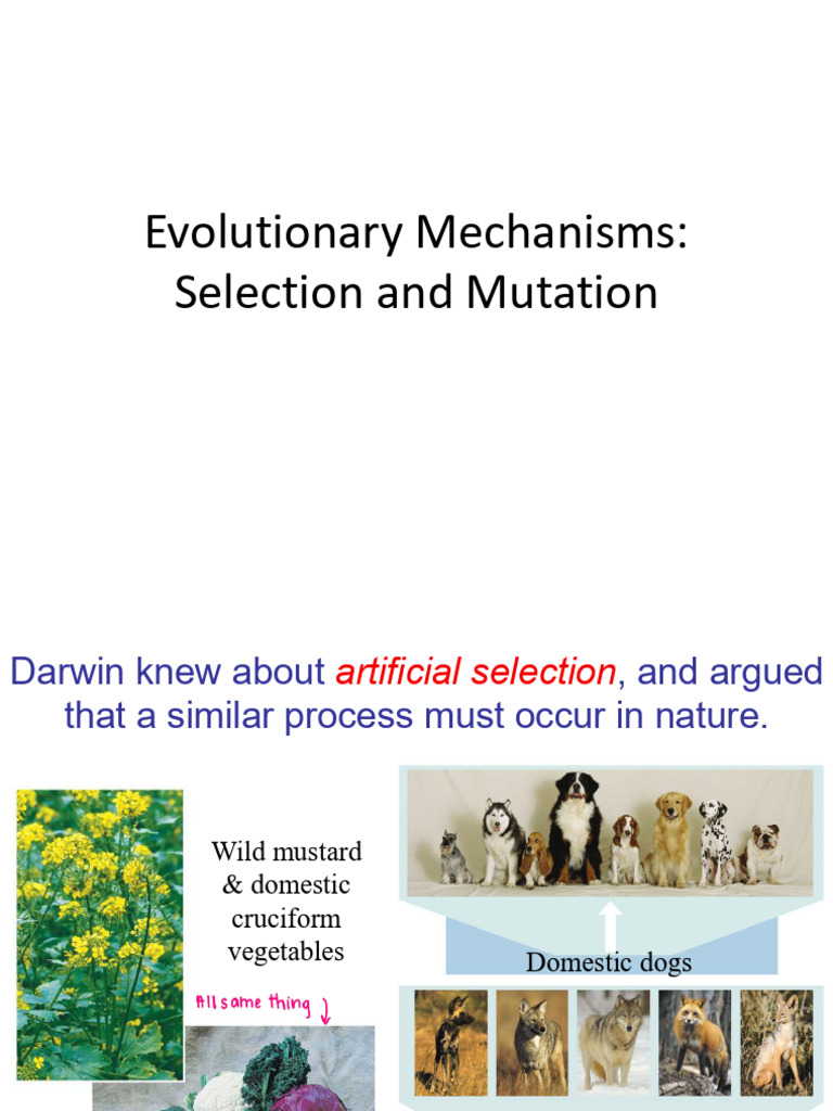 Mechanisms of Evolution 1 | PDF | Natural Selection | Genetic Variation