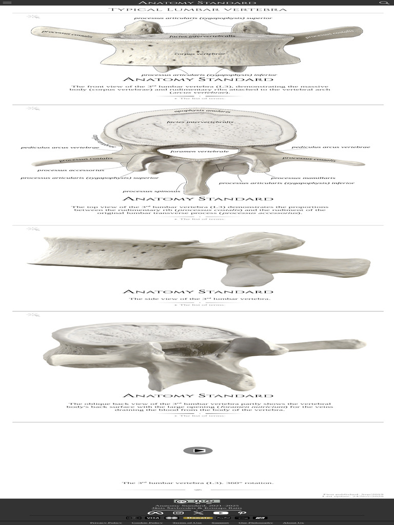 Lumbal Vertebrae (L1-L5) | PDF | Vertebra | Thorax (Human Anatomy)