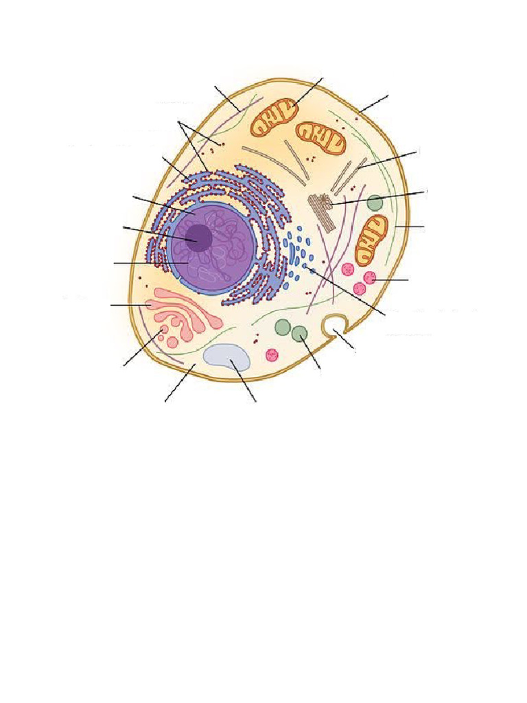 Human Cell Anatomy Word | PDF