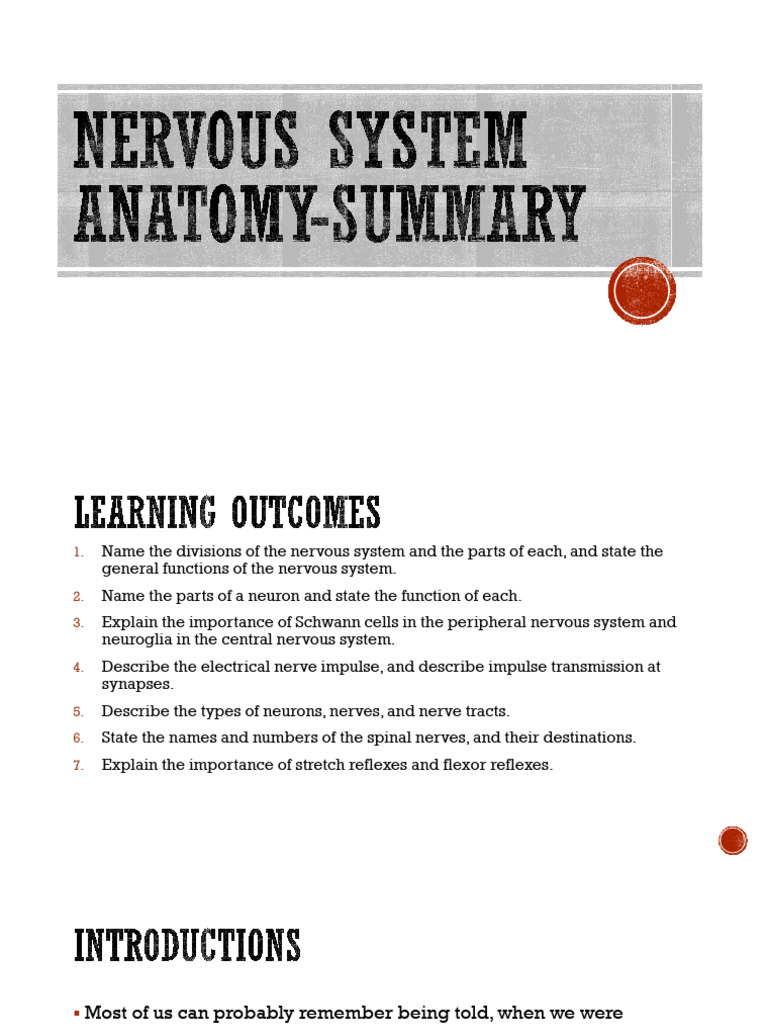 Nervous System Anatomy-Summary Ready | PDF | Action Potential | Spinal Cord