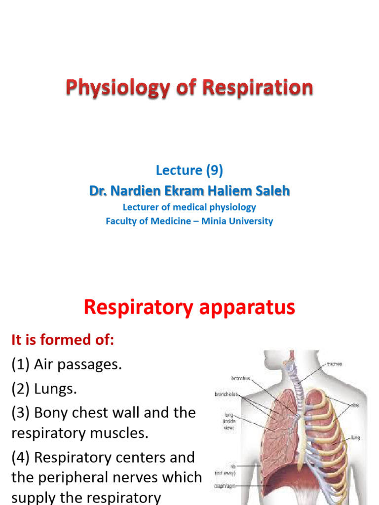 Physiology of Respiration (Lecture 9) | PDF | Lung | Respiratory System