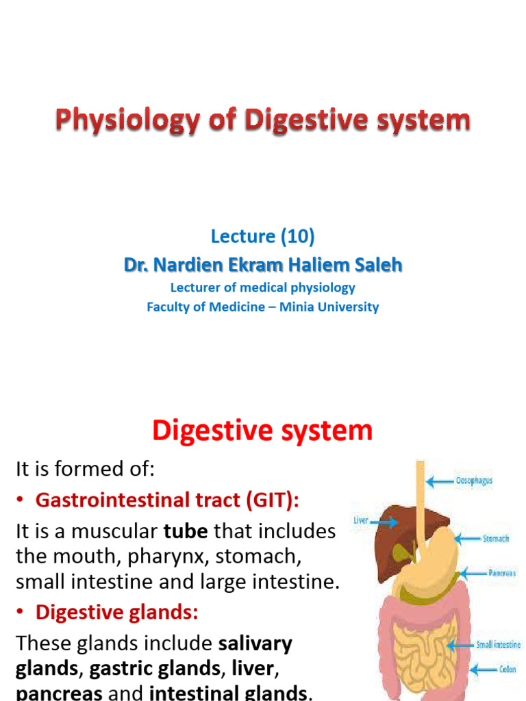 Physiology of Digestive System | PDF | Stomach | Human Digestive System