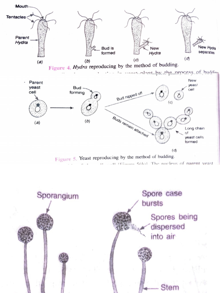 Remaining Diagram of Bio Class X | PDF | Reproductive System | Reproduction