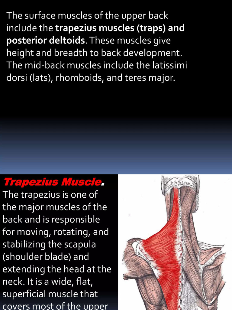 Back Muscles | PDF