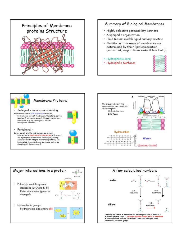 03 Lipid Protein Interaction | PDF | Cell Membrane | Transmembrane Protein