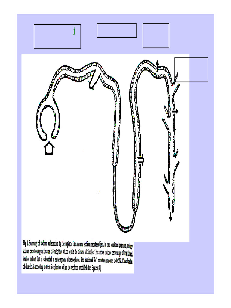Diuretics | PDF