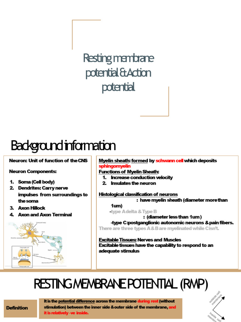 Mod 1 - Resting Membrane Potential & Action Potential | PDF | Action ...