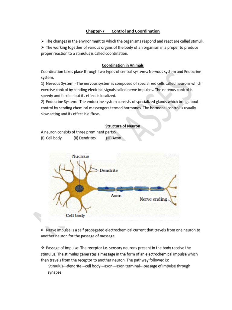 Control and Coordination | PDF | Neuron | Nervous System