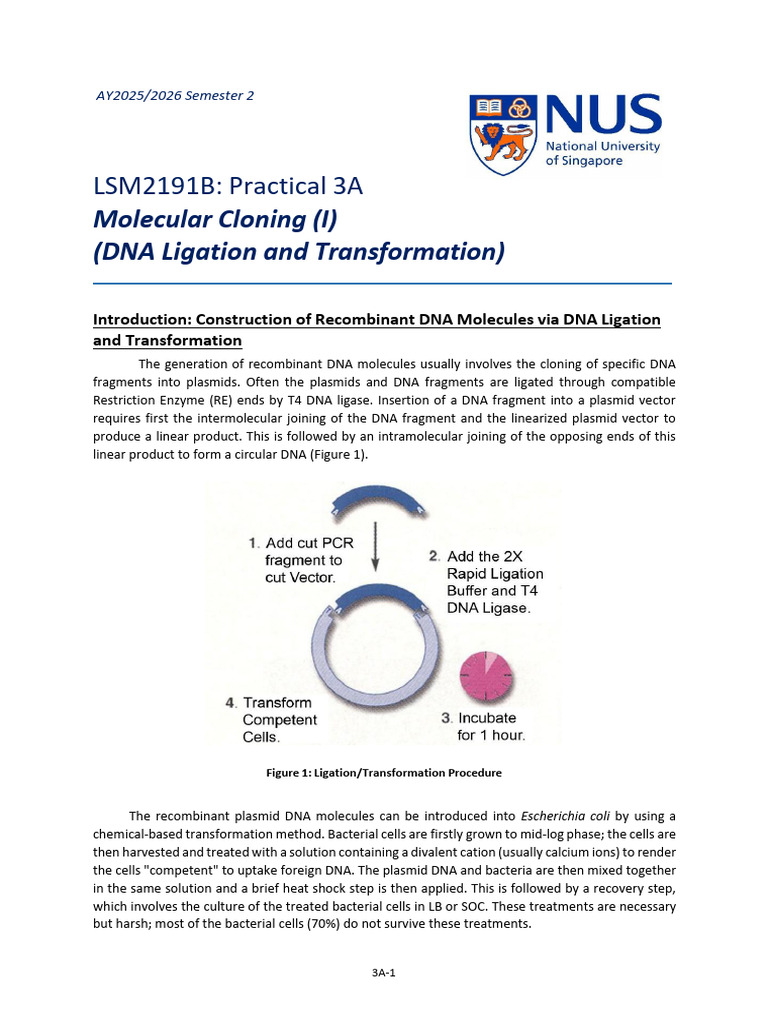 LSM2191B Practical 3A Sem 2 AY2526 | PDF | Molecular Cloning | Dna Ligase