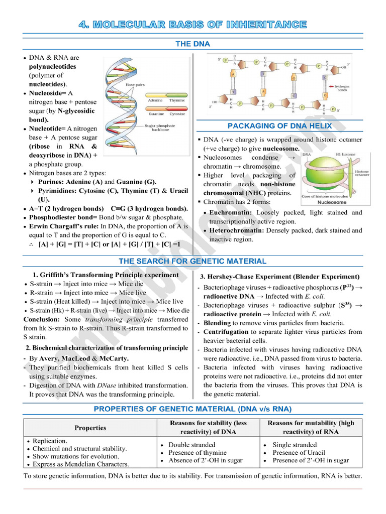6 Molecular Basis of Inheritance Capsule Notes | PDF | Dna Sequencing | Dna
