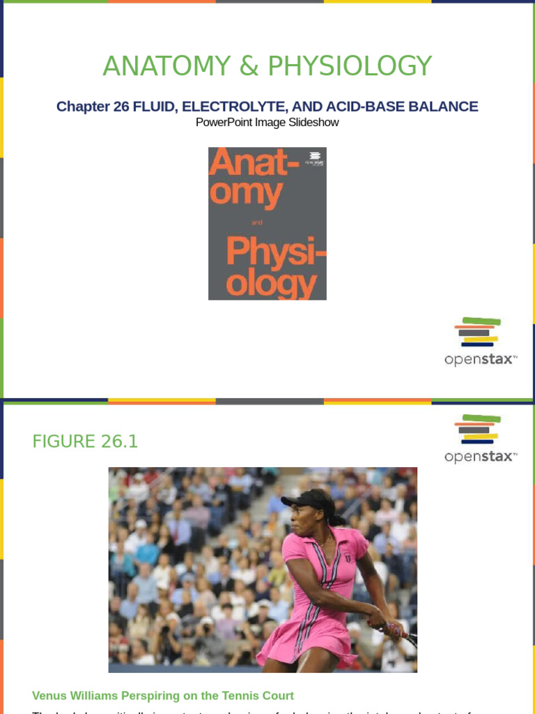 AnatomyandPhysiology Ch26 | PDF | Kidney | Animal Anatomy