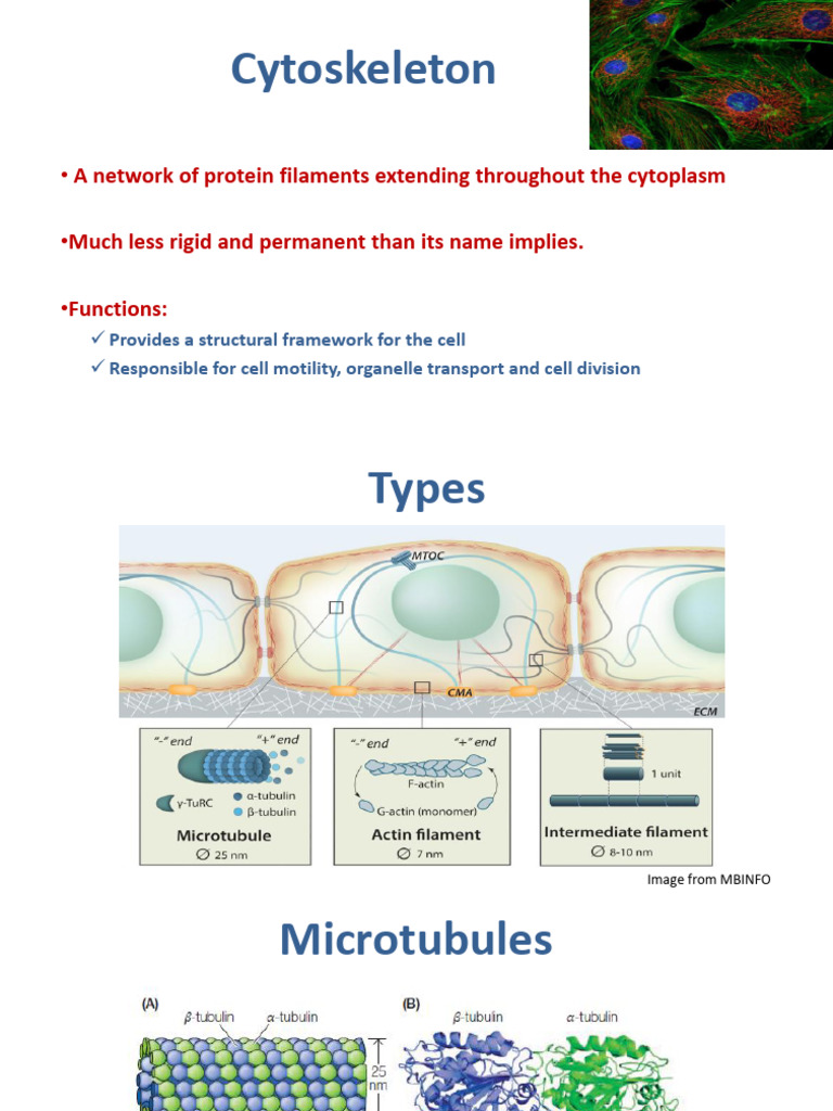 Cytoskeleton - Actin and MT | PDF | Microtubule | Actin