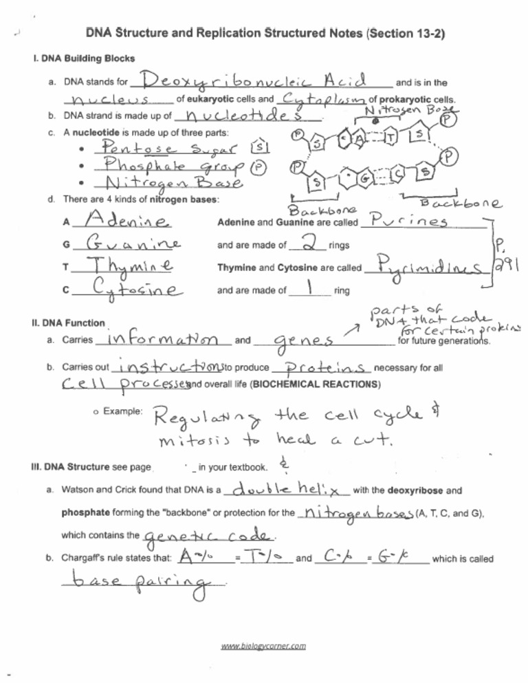DNA+Structure+Completed+Notes+ +Structured+Note+Sheet | PDF