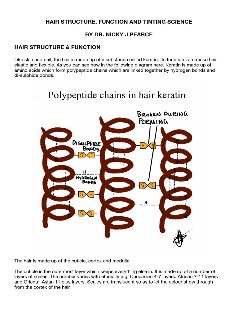 Hair Structure Function and Tinting Science | PDF | Hair ...