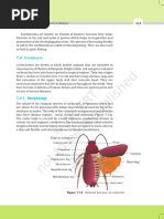 NCERT Cockroach Anatomy Overview | PDF | Anatomy