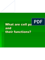 What Are Cell Parts and Their Functions?