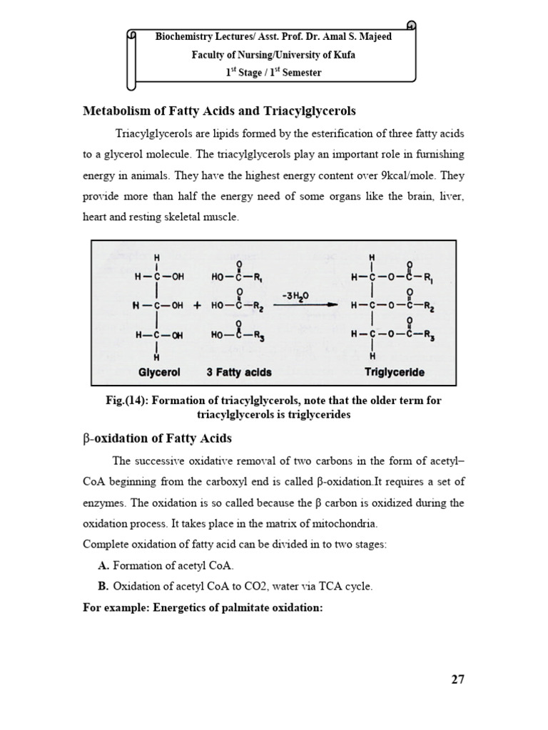 Metabolism of Lipids | PDF | Ketosis | Triglyceride