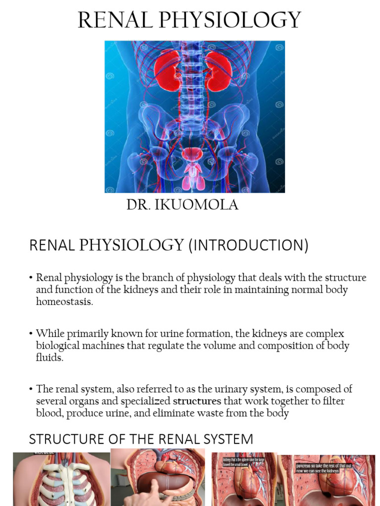 Bms 2.1 Renal - Physiology - Lecture - I | PDF | Kidney | Urinary System