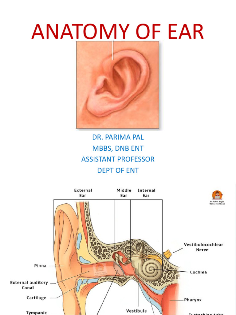 Anatomy of Ear | PDF | Ear | Nervous System