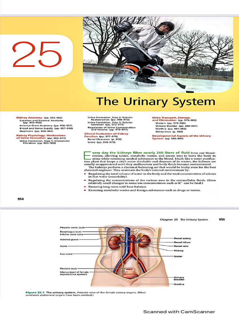 Urinary System | PDF