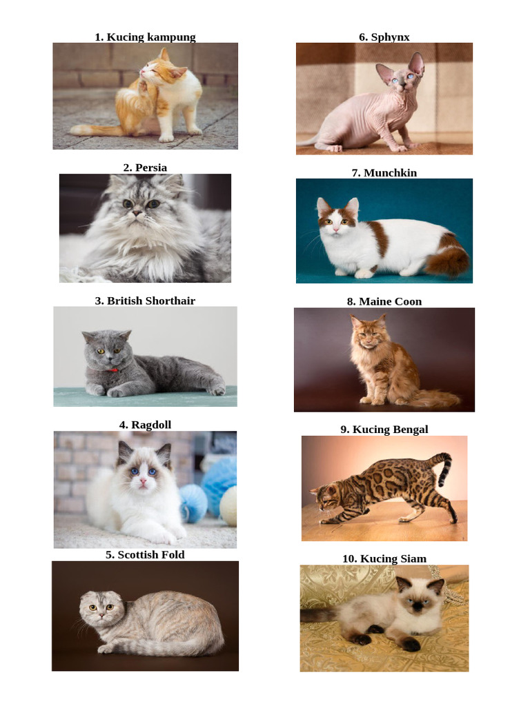 10 Jenis Kucing Gambar | PDF