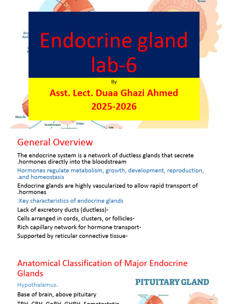 Endocrine Gland - 6 | PDF | Endocrine System | Adrenal Gland