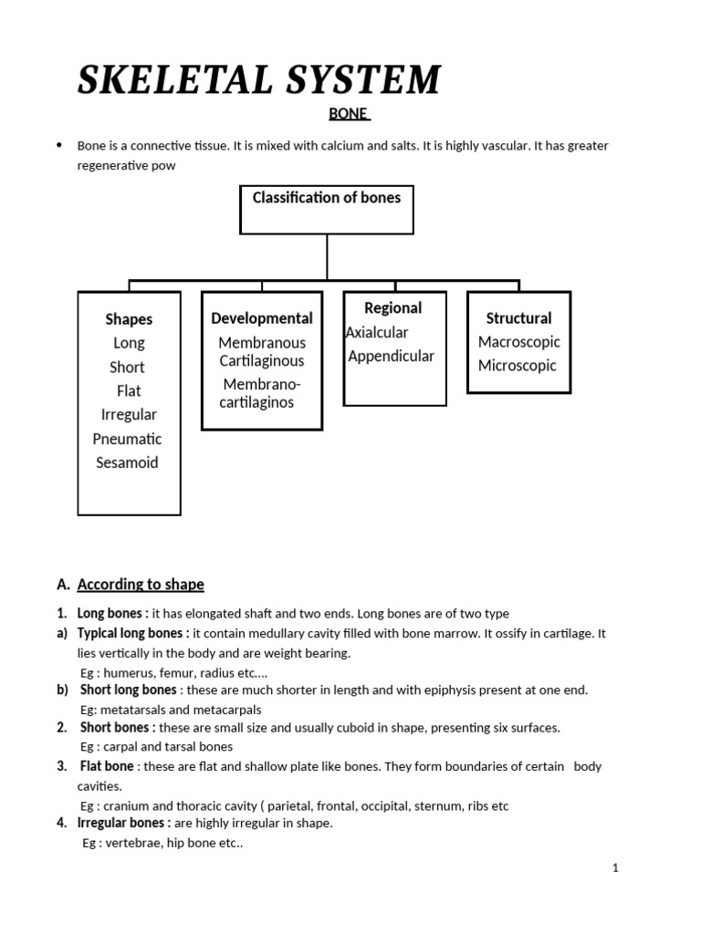 Skeletal System | PDF | Vertebra | Pelvis
