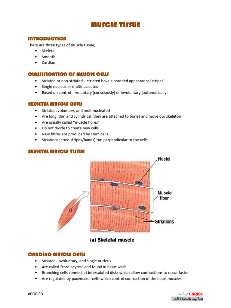 Muscle Tissue | PDF