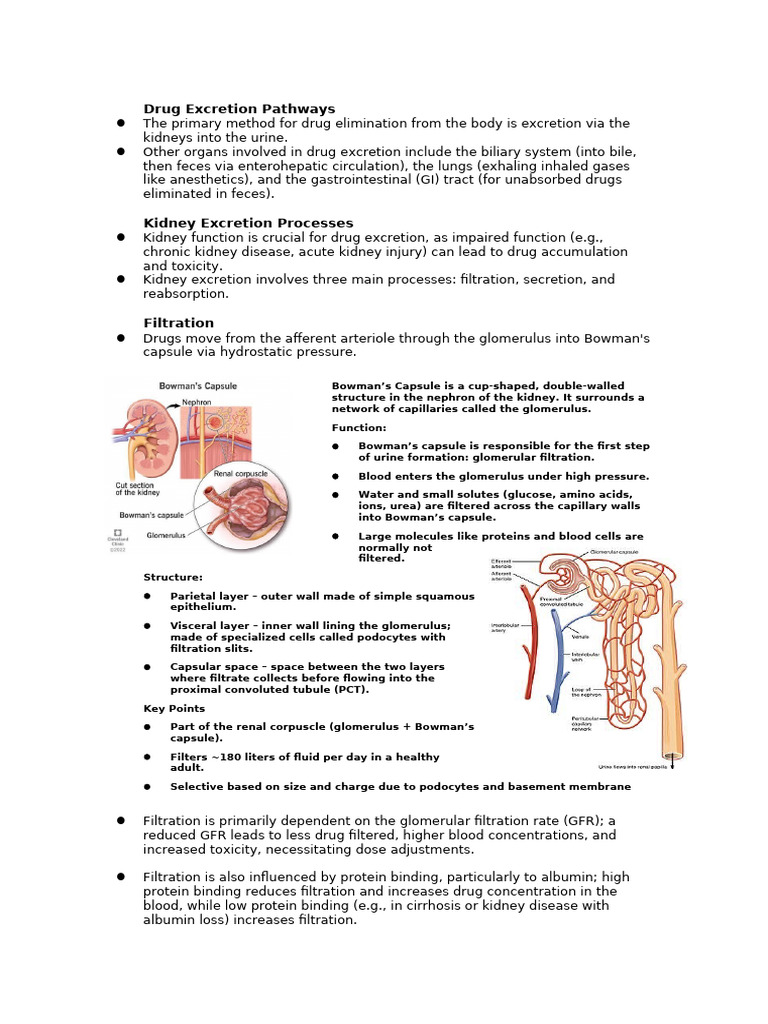 Drug Excretion Pathways - 093656 | PDF | Pharmacokinetics | Kidney