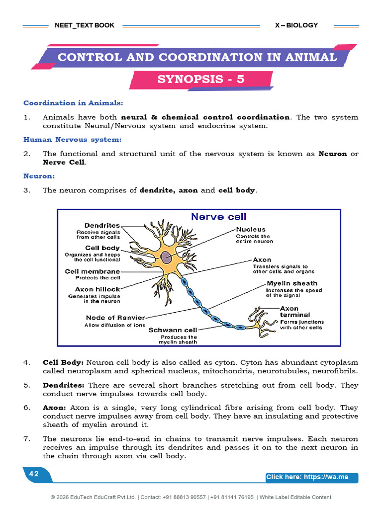Class 10 Bio - CONTROL AND COORDINATION IN ANIMALS | PDF | Neuron ...