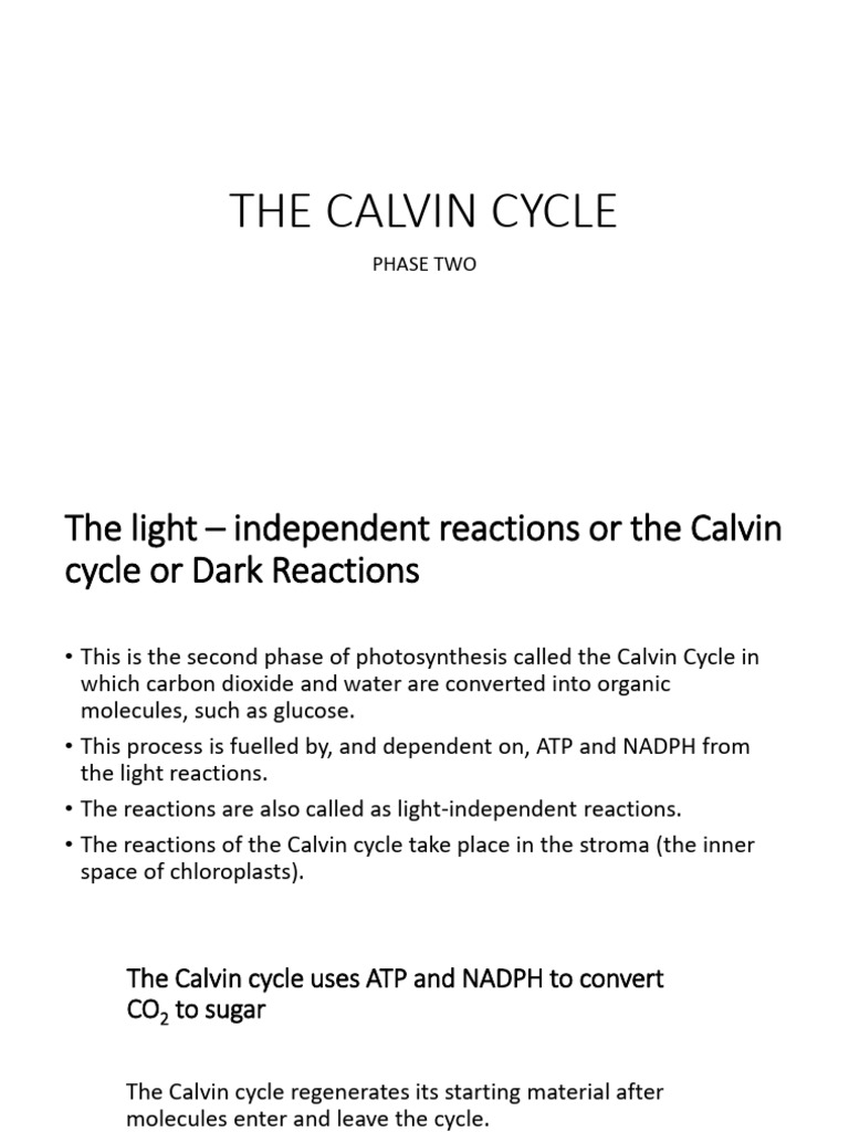 The Calvin Cycle | PDF | Photochemistry | Biomolecules