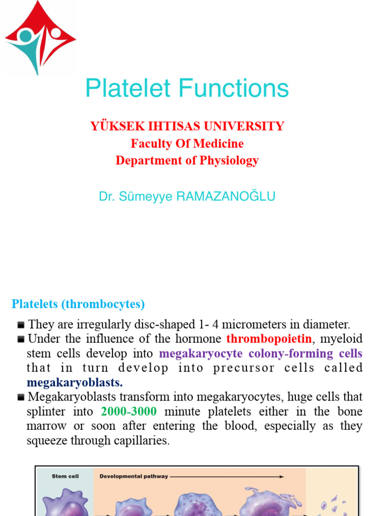 10.platelet Functions | PDF | Platelet | Blood Vessel