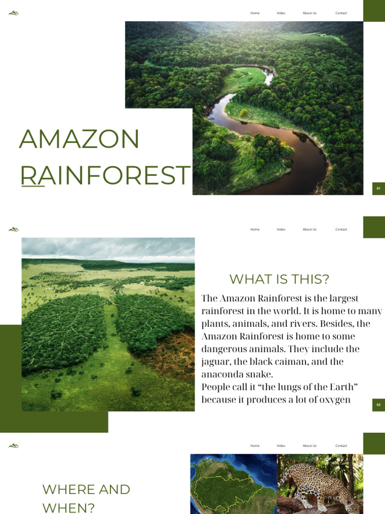 Amazon Forest | PDF