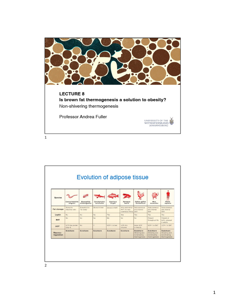 Lecture 8 - Brown Fat 2025 | PDF