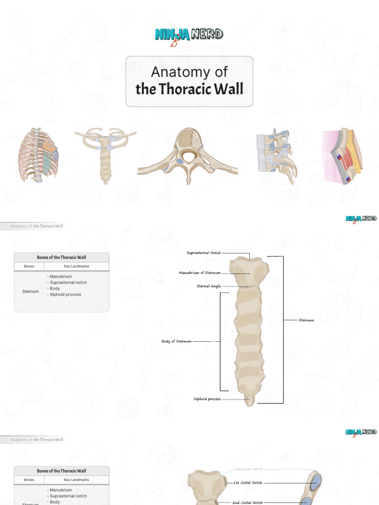 Anatomage-01 The Thoracic Wall (Slides) . | PDF | Thorax | Skeletal System