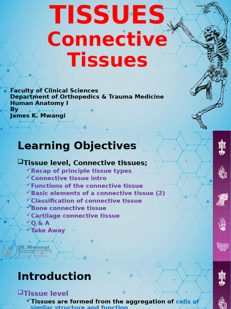 4 Tissues - Connective Tissue | PDF | Connective Tissue | Bone