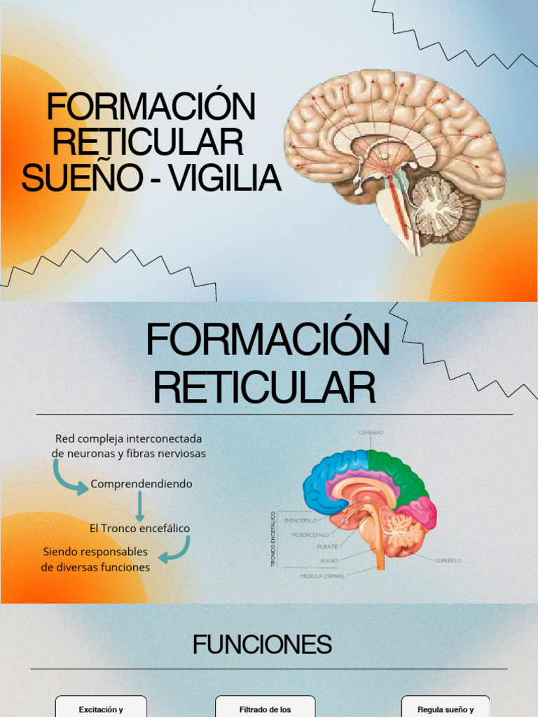Diapositivas de La Formacion Reticular | PDF | Serotonina | Norepinefrina