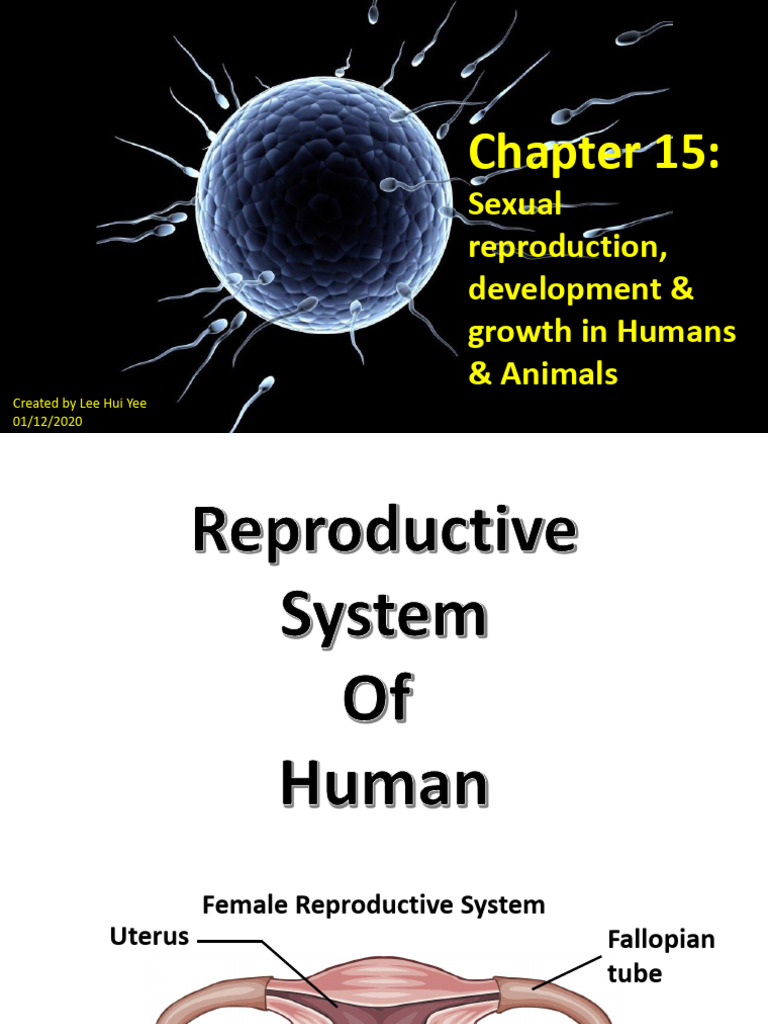 Chapter 15 Sexual Reproduction, Development & Growth in Humans & | PDF ...