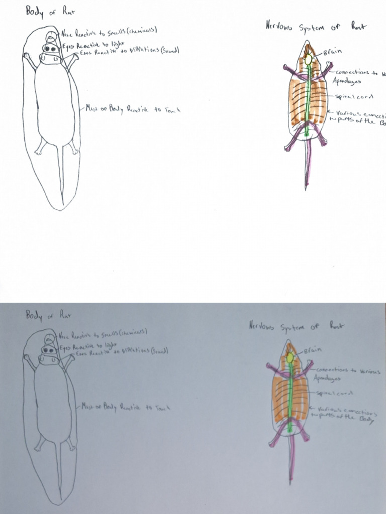 Rat Body | PDF
