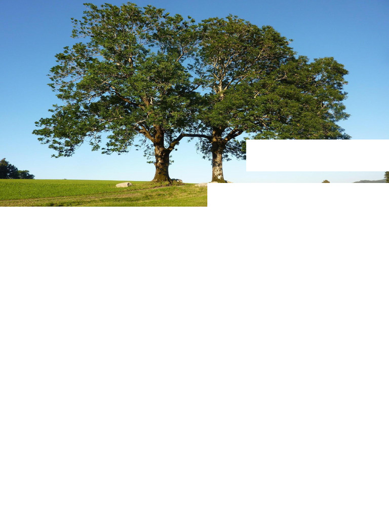 Kadam Tree | PDF | Organisms | Botany