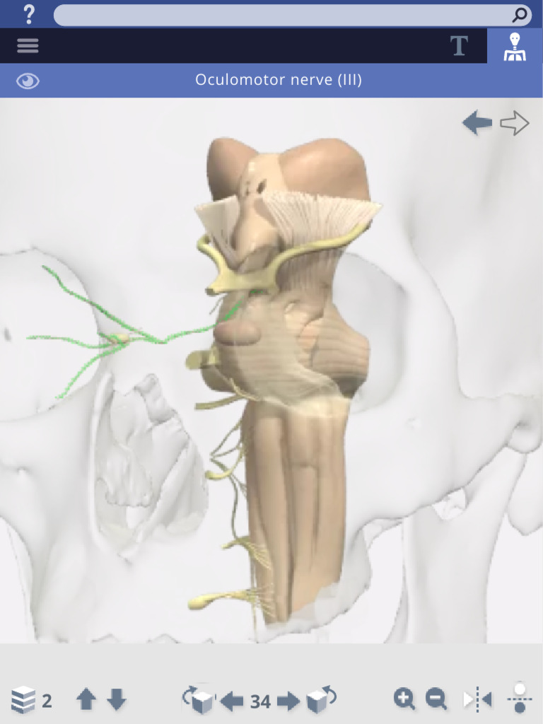 Human Anatomy and Physiology - Nervous System 2 | PDF