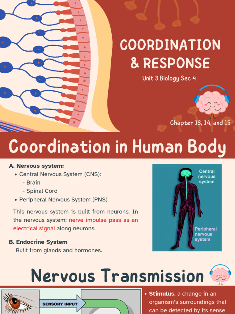 Sec+4S+Unit+3+HO Compressed | PDF | Nervous System | Chemical Synapse
