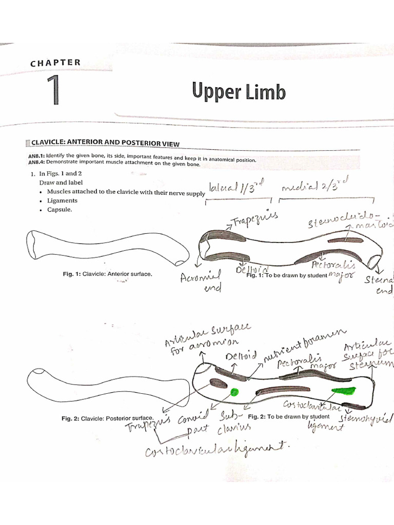 Anatomy | PDF