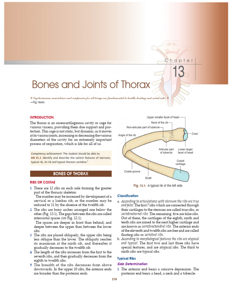 13 T Bones and Joints of Thorax | PDF | Vertebra | Thorax