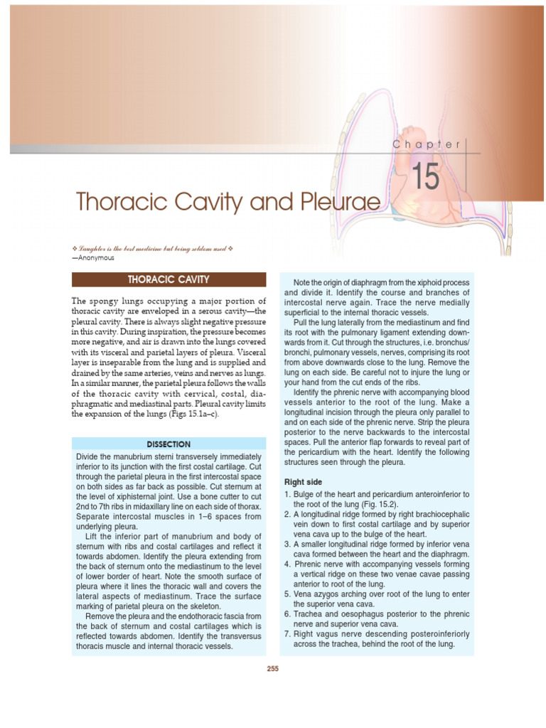 15 T Thoracic Cavity & Pleurae | PDF | Lung | Thorax